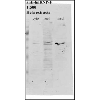 Western blot using hnRNP F Antibody (IQ207) and Hela extracts