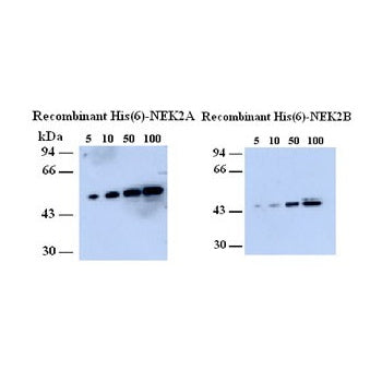Western blot using NEK2 Antibody (IQ231) and recombinant His(6) NEK2