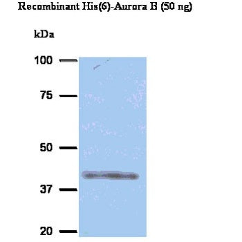 Western blot using Aurora B Antibody (IQ234) and recombinant His(6)- Aurora B