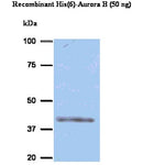 Western blot using Aurora B Antibody (IQ234) and recombinant His(6)- Aurora B