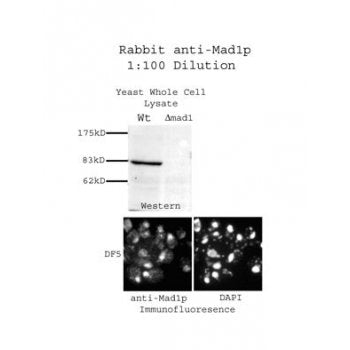 Western blot using Mad1p Antibody (IQ242) and yeast extracts