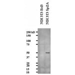 Western blot NIH 3T3 cell lysates expressing recombinant Spi2A, or irrelevant protein (Bcl-3), using Spi2A Monoclonal Antibody [MoFo29.2] 