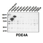 PDE4A Antibody