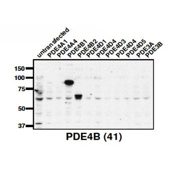 PDE4B Antibody