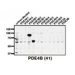 PDE4B Antibody