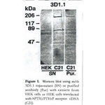 Western blot - Anti PTHLH Antibody [3D1.1]
