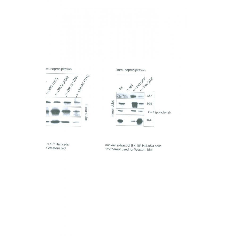 Immunoprecipitation using ORC6L Antibody (IQ306) on Raji and HelaS3 cells