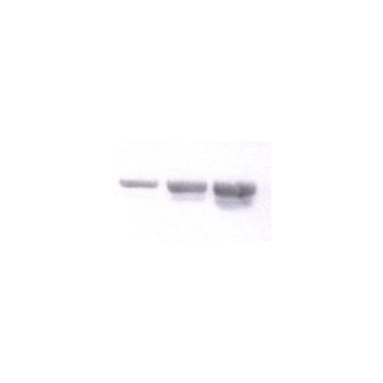 Nidogen/Enactin Monoclonal Antibody [JF2]