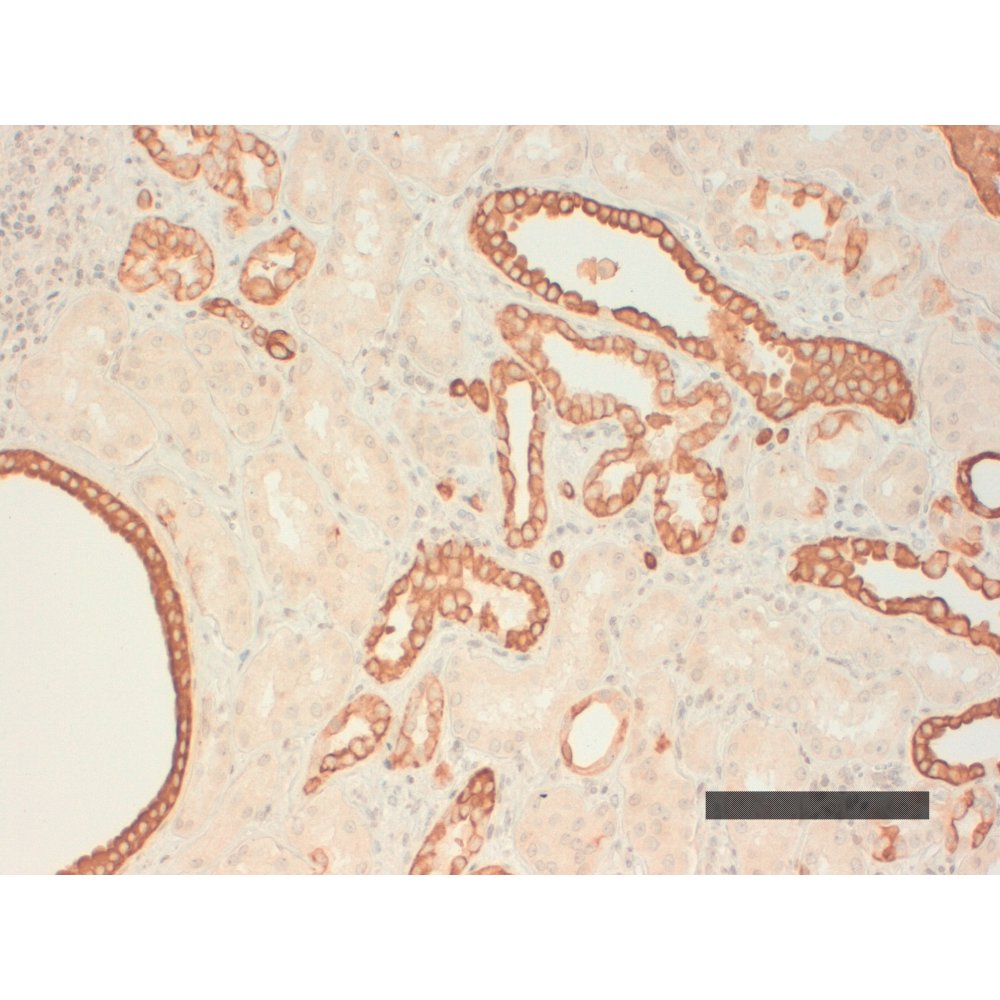 Immunohistochemistry - Anti Cytokeratin AE1 Antibody [CK 210 (AE1)] on Human kidney (parafin embedded) 