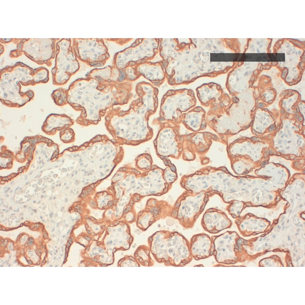Immunohistochemistry - Anti  Cytokeratin AE1 Antibody [CK 210 (AE1)] on placenta