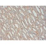 FFPE Normal human kidney , stained with IGF-1 Antibody (IQ391) clone 7973 at 1ug/ml