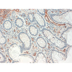 Immunohistochemistry FFPE - Anti CD34 [QBEND/10]  on Human Colon 