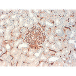 Immunohistochemistry FFPE - Anti CD34 [QBEND/10]  on Human kidney glomerolus 