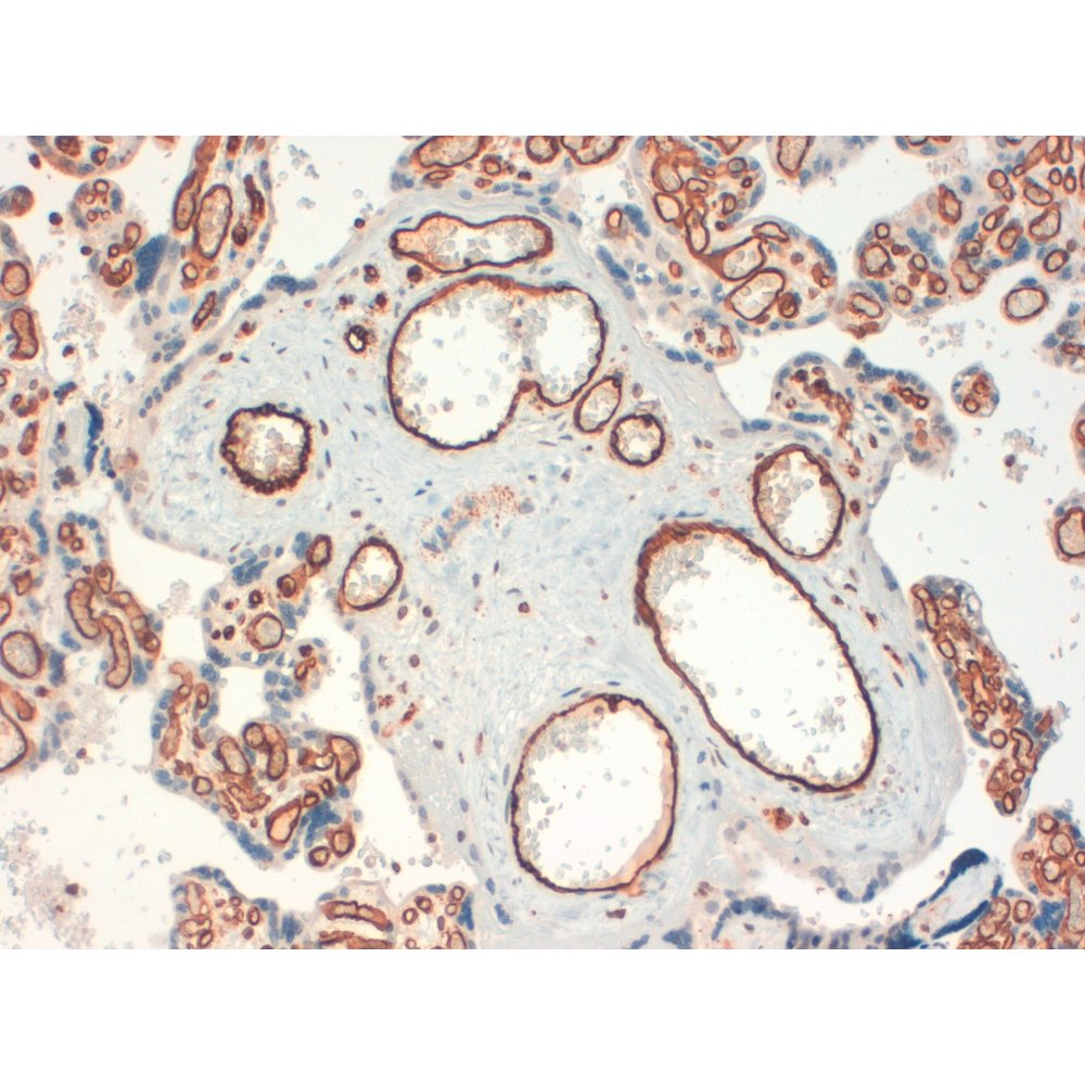 Immunohistochemistry FFPE - Anti CD34 [QBEND/10]  on Human Placenta