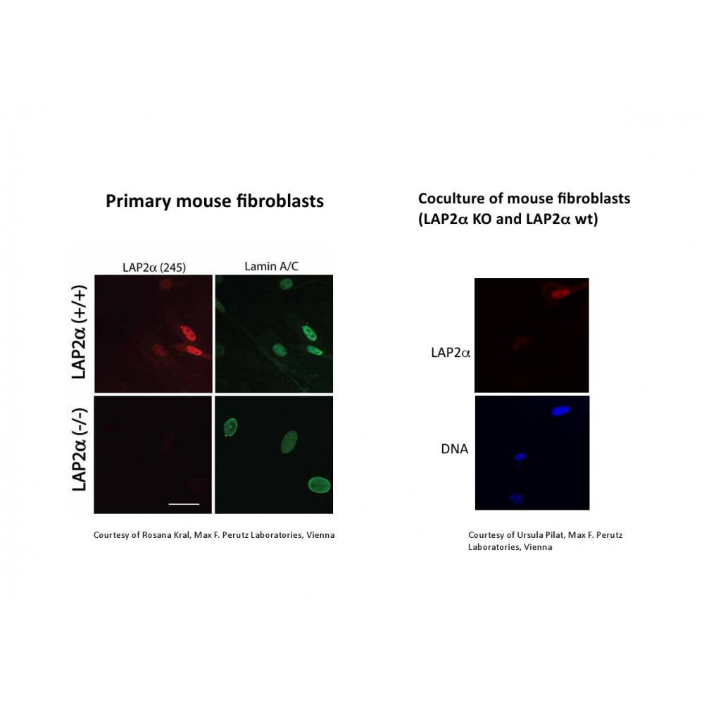 Immunofluorescence - LAP2 alpha Antibody (IQ175) and mouse fibroblasts