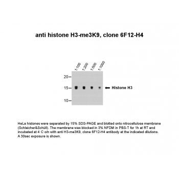 Histone H3 (tri methyl K9) Monoclonal Antibody [6F12-H4]
