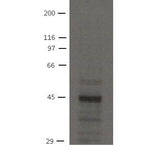 SLC9A3R2 Monoclonal Antibody [32B6]