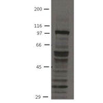 WB - FGFR4 Monoclonal Antibody [19H3]