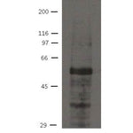 Western blot - Anti Ajuba Antibody [21G4]