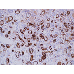 Immunohistochemistry (Formalin/PFA-fixed paraffin-embedded Human kidney) - Anti-C4d antibody [LP69] 