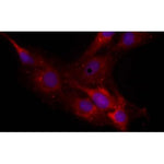 Immunocytochemistry/ Immunofluorescence using Anti-Neurocan antibody (IQ321/IQ322))