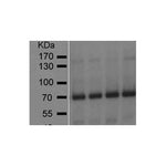 Western blot using GAD65 Antibody (IQ442) rora B