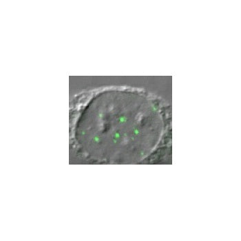 Gemin 3 Monoclonal Antibody [12H12] : IF
