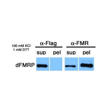 Immunoprecipitation - Drosophila FMR1 antibody [6A15] using tissue lysate from Drosophila cellularizing embryos