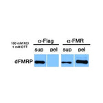 Immunoprecipitation - Drosophila FMR1 antibody [6A15] using tissue lysate from Drosophila cellularizing embryos