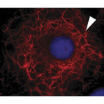Immunocytochemistry/ Immunofluorescence - Anti-Cytokeratin 3 antibody [AE5] staining Cytokeratin 3 (red) in transfected Ptk2 cells