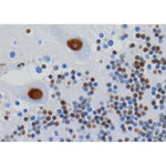 hnRNP U/p120 Monoclonal Antibody [3G6]: IHC