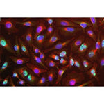 Immunocytochemistry/ Immunofluorescence - Anti Y14 antibody [4C4] stained HeLa cells