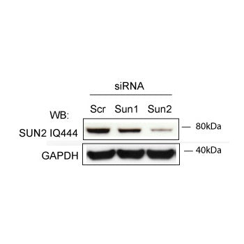 Western blot using SUN2 Antibody (IQ444)