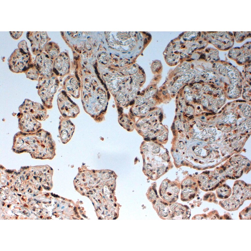 Immunohistochemistry (Formalin/PFA-fixed paraffin-embedded sections) - Anti-Human C4d [LH61] on Human Placental Trophoblasts