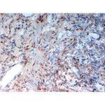 Immunohistochemistry (frozen sections) - Anti-Human CD33 antibody [WM53] normal Human colon tissue