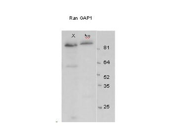 RanGAP1 Antibody