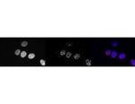 RNA polymerase II CTD repeat YSPTSPS (phospho S5) Monoclonal Antibody [8A7]