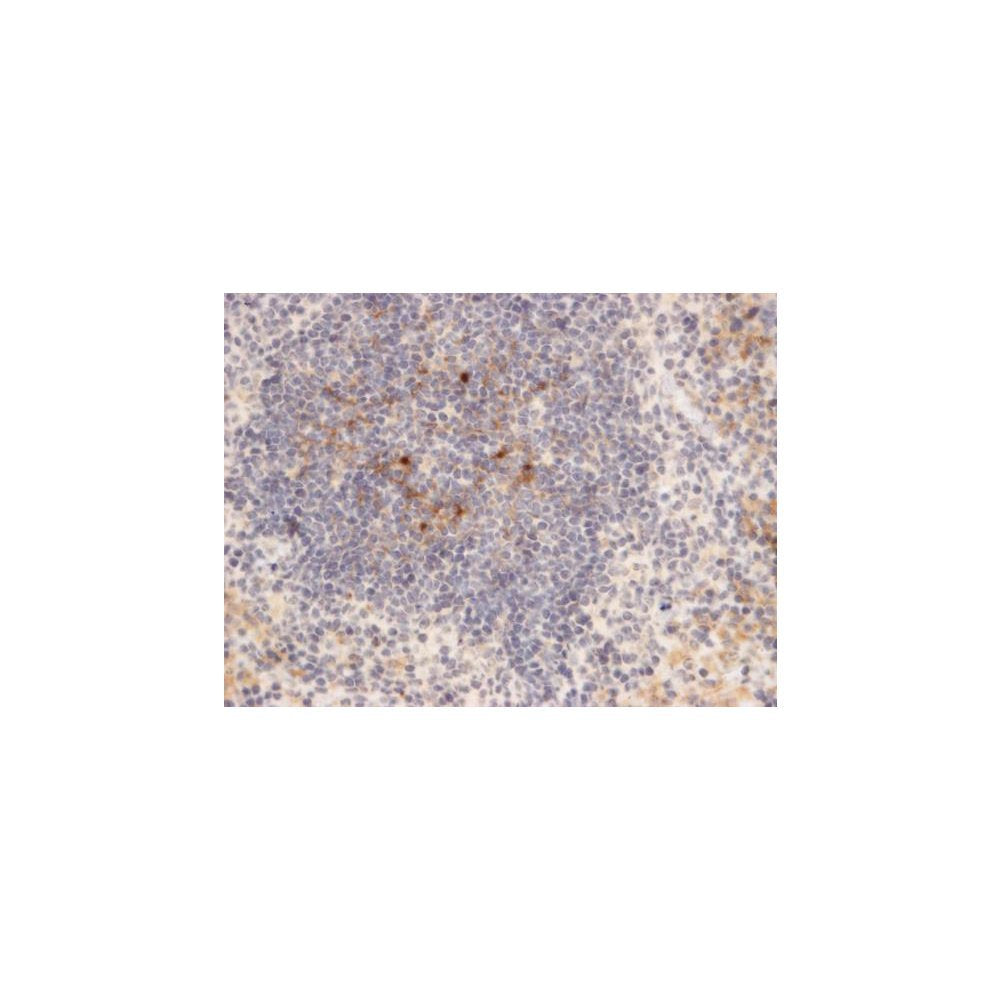 IHC using F4/80 Antibody [IQF4/80 Polyclonal] IQ605 on Mouse spleen cells - labelling of macrophages in the germinal centre and perifollicular  zone. DAB-peroxidase detection
