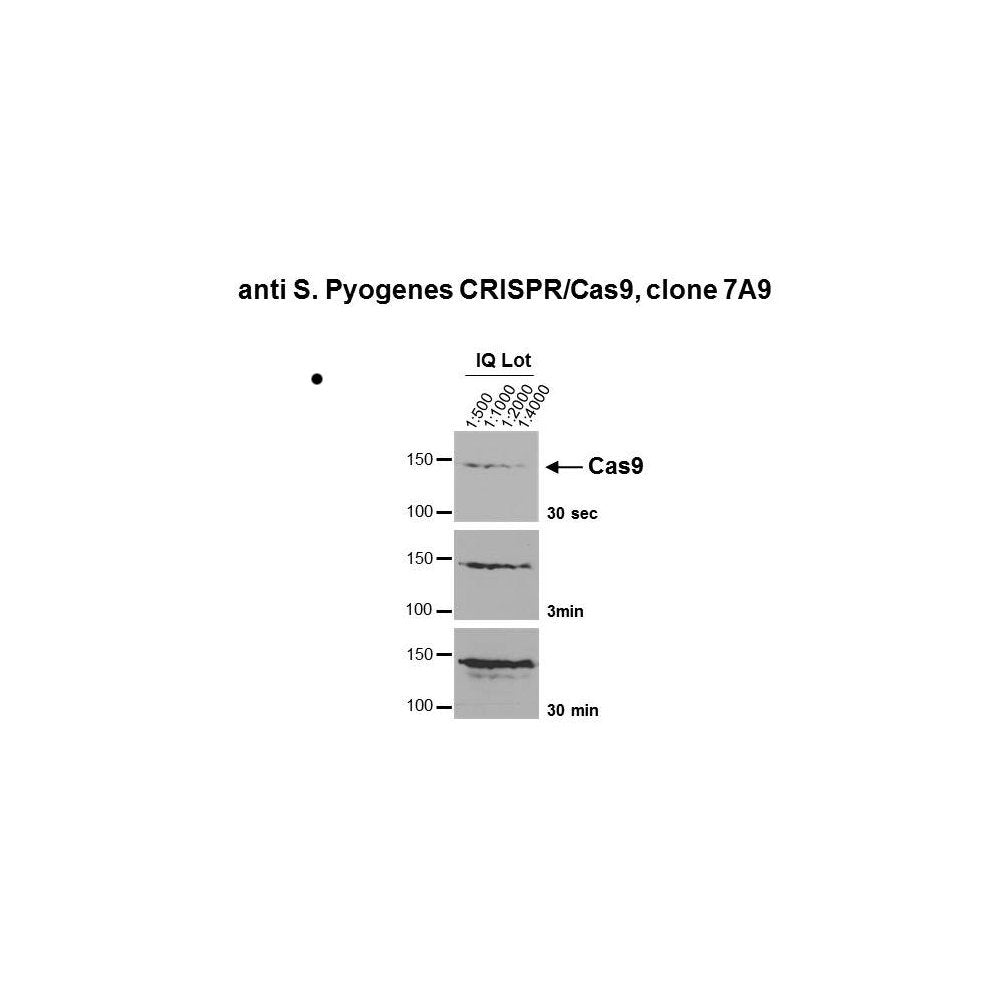 Western blot - Anti CRISPR/Cas9 Antibody [7A9-3A3]