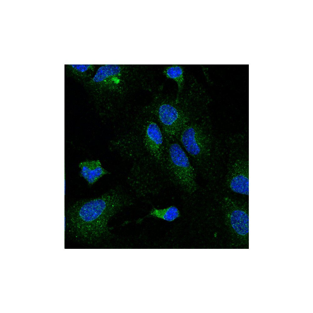 Immunocytochemistry/ Immunofluorescence - Anti-Lipoprotein lipase antibody [5D2] - Mouse cortical glia stained with anti-LPL (green) and Hoechst (blue)