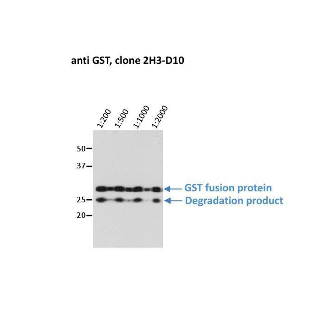 WB - GST Monoclonal Antibody [2H3-D10] on purified GST fusion protein