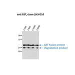 WB - GST Monoclonal Antibody [2H3-D10] on purified GST fusion protein