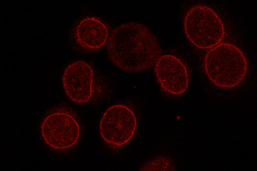  IF - Nup153 Antibody on HeLa cells