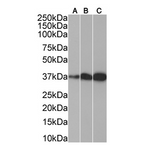 WB using IQ202 (2B1) on HeLa (1µg/ml), HepG2 (0.1µg/ml) and K562 (0.1µg/ml) cell lysate (35µg protein in RIPA buffer). Primary incubation was 1 hour. Detected by chemiluminescence.