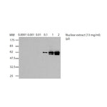 Western blot using hnRNP K Antibody [3C2]