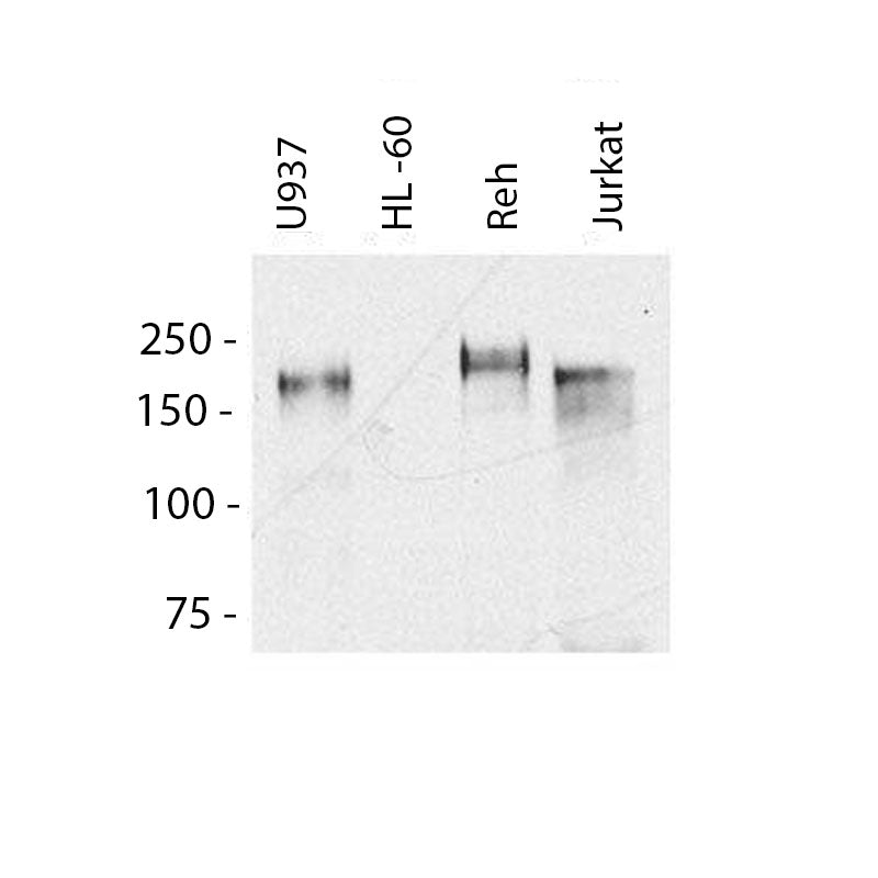 MERTK Monoclonal Antibody [A311F9G3]