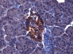 FFPE Normal human pancreas , stained with IGF-1 Antibody (IQ391) clone 7973 at 4ug/ml