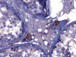 FFPE Normal human testis , stained with Testosterone  Antibody (IQ396) clone FB83 at 4ug/ml