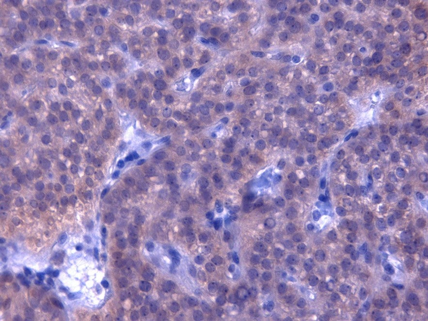 FFPE Normal human Parathyroid , stained with PTH Antibody (IQ398) clone BAM1916 at 4ug/ml