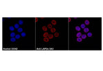 IF LAP2 alpha Monoclonal Antibody [3A3] on HeLa cells